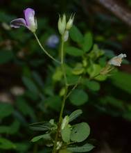 Drymoglossum microphyllum